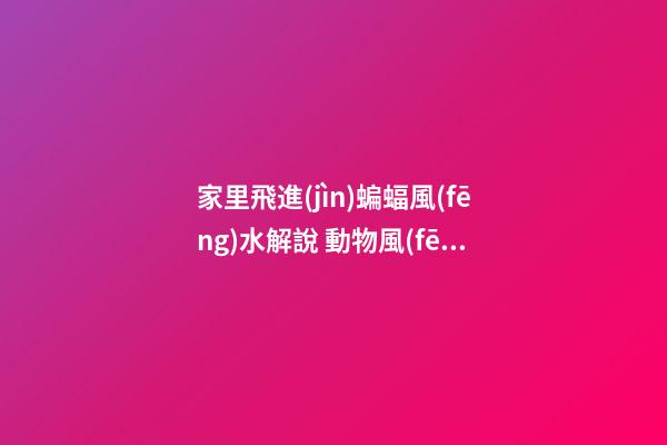 家里飛進(jìn)蝙蝠風(fēng)水解說 動物風(fēng)水